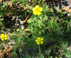 Grey Cinquefoil thumbnail 3