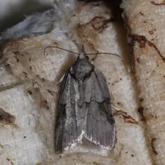 Grey Midget Moth thumbnail 3