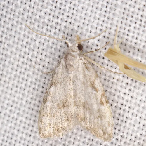 Woolly Nola Moth