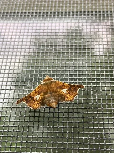 Eyed Dysodia Moth