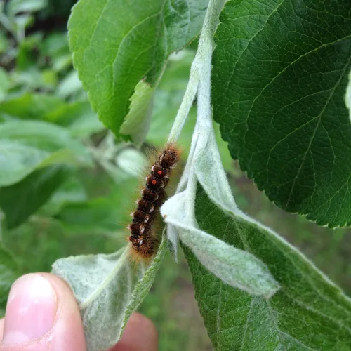 Brown-tail Moth