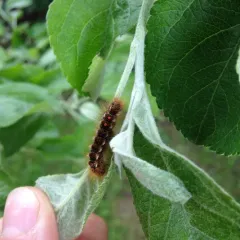 Brown-tail Moth thumbnail 1