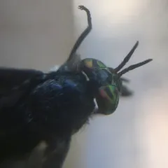 Benign Deer Fly thumbnail 3
