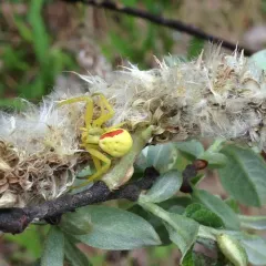 Goldenrod Crab Spider thumbnail 4