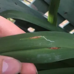 Daylily Leafminer thumbnail 2