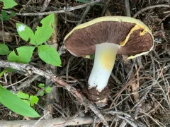 Agaricus moronii thumbnail 2