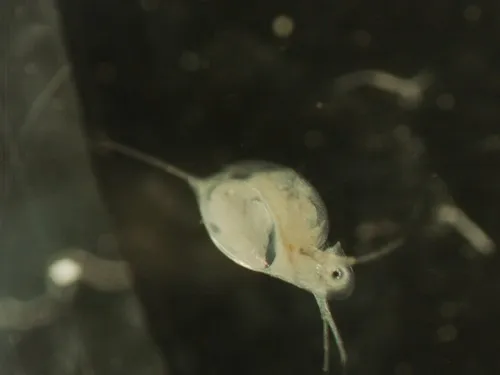 Daphnia longiremis