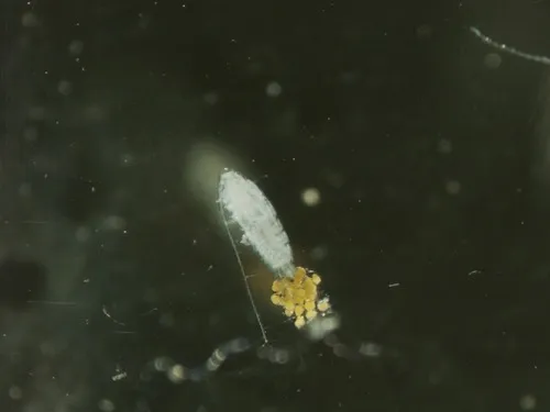 Leptodiaptomus minutus