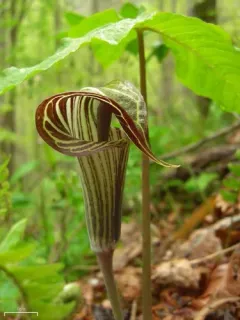 Jack-in-the-Pulpit thumbnail 1