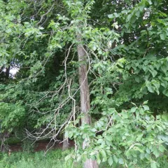 rock elm thumbnail 2