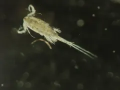 Diacyclops bicuspidatus thumbnail 3