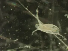 Daphnia catawba thumbnail 2