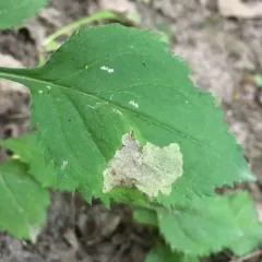 Sumitrosis inaequalis thumbnail 4