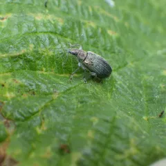Deer Broad-nosed Weevil thumbnail 2
