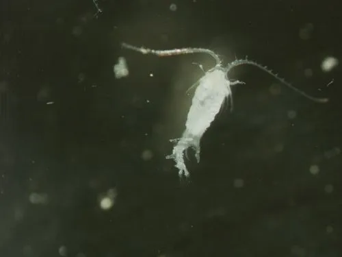 Epischura lacustris