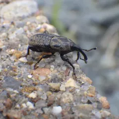 Timothy Billbug thumbnail 1