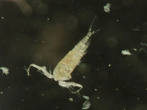 Mesocyclops edax