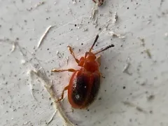 Stenotarsus hispidus thumbnail 1