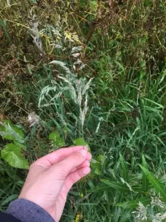 creeping velvet grass thumbnail 2