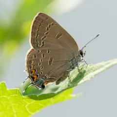 Edwards' Hairstreak thumbnail 3