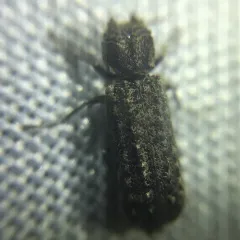 Two-horned Powder-post Beetle thumbnail 2