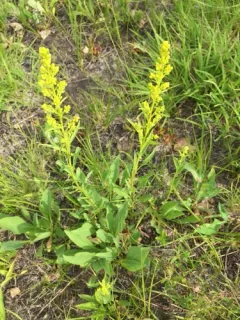 long-petioled showy goldenrod thumbnail 4