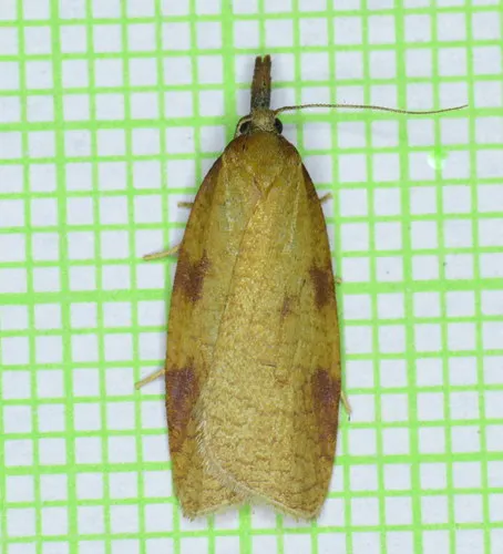 Sparganothis boweri