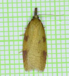 Sparganothis boweri thumbnail 1