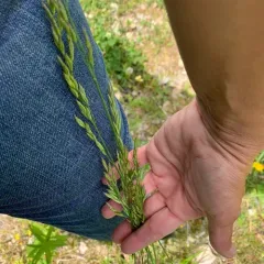 tall fescue thumbnail 4