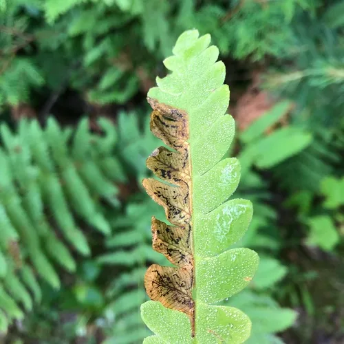 Chirosia filicis