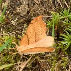 Two-lined Hooktip thumbnail 2