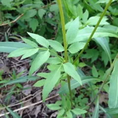 golden Alexanders thumbnail 5