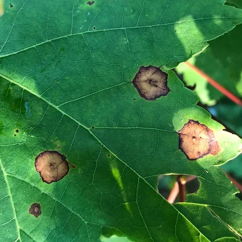 Ocellate Gall Midge