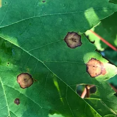Ocellate Gall Midge thumbnail 1