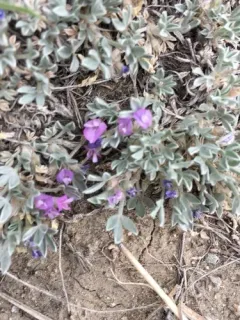 Silky Milkvetch thumbnail 4