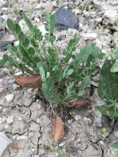 Great Bladdery Milkvetch thumbnail 3