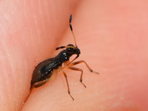 Lampracanthia crassicornis