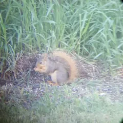Eastern Fox Squirrel thumbnail 3