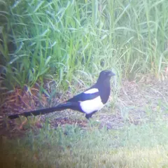 Black-billed Magpie thumbnail 2