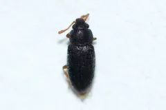 Telmatophilus typhae thumbnail 1