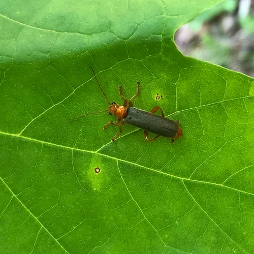 Rotund-collared Soldier Beetle