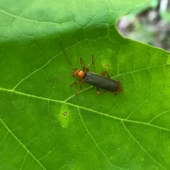 Rotund-collared Soldier Beetle thumbnail 1