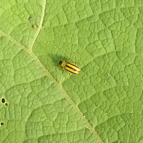 Striped Cucumber Beetle