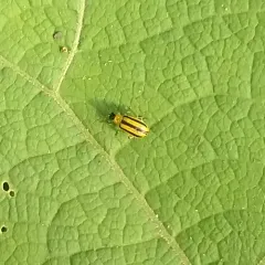 Striped Cucumber Beetle thumbnail 1