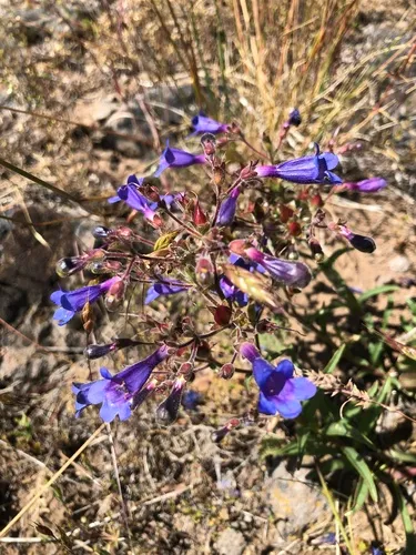 Roezl's penstemon