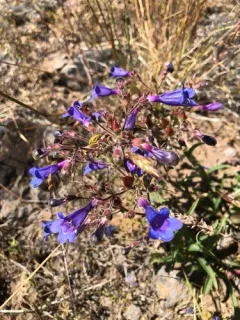 Roezl's penstemon thumbnail 1