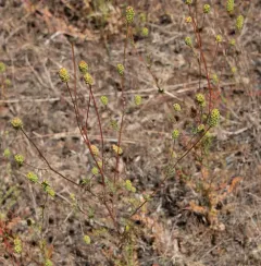 western burnet thumbnail 2