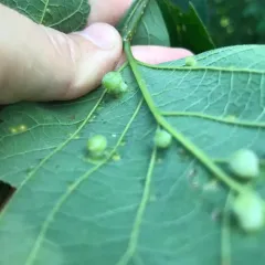 Hackberry Nipplegall Psyllid thumbnail 4