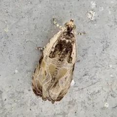 Putty-patched Moth thumbnail 3