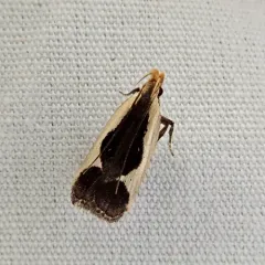 Cream-edged Dichomeris Moth thumbnail 3